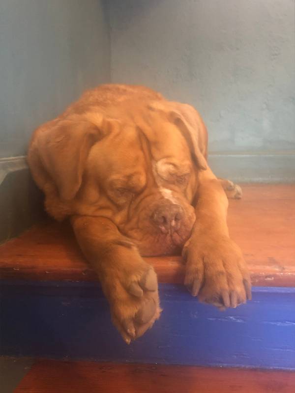 Dog-friendly facilities for muddy paws at Moonfleet Guest House